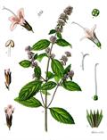 Mentha sativa